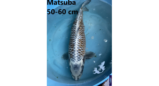 Koï Japon Matsuba 50-60 cm Elevage France - Vosges 
