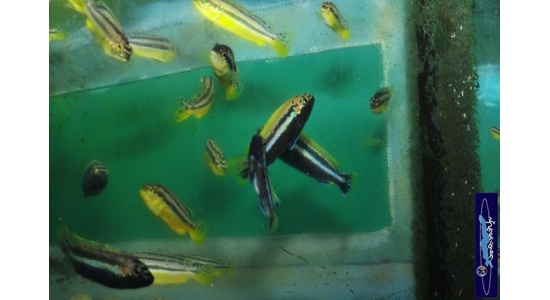 Melanochromis auratus Maleri 2 Cichlides Africains du lac Malawi Mbuna herbivore 35ème Méridien