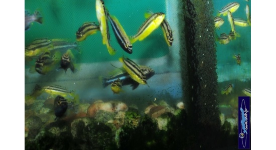 Melanochromis auratus Maleri 3 Cichlides Africains du lac Malawi Mbuna herbivore 35ème Méridien