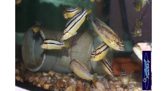 Melanochromis auratus Maleri 8 Cichlides Africains du lac Malawi Mbuna herbivore 35ème Méridien