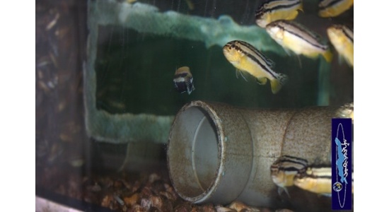 Melanochromis auratus Maleri 9 Cichlides Africains du lac Malawi Mbuna herbivore 35ème Méridien