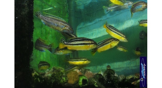 Melanochromis auratus Maleri 4 Cichlides Africains du lac Malawi Mbuna herbivore 35ème Méridien