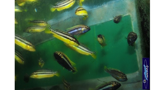 Melanochromis auratus Maleri 5 Cichlides Africains du lac Malawi Mbuna herbivore 35ème Méridien