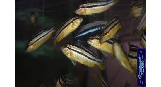 Melanochromis auratus Maleri 6 Cichlides Africains du lac Malawi Mbuna herbivore 35ème Méridien