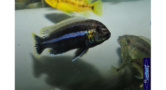 Melanochromis auratus Maleri 1 Cichlides Africains du lac Malawi Mbuna herbivore 35ème Méridien