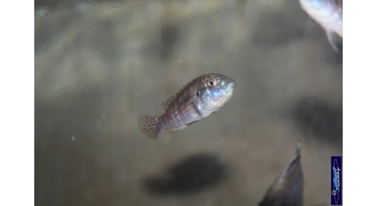 Melanochromis joanjohnsonae Maingano island 2 Cichlides Africains du lac Malawi herbivore 35ème Méridien