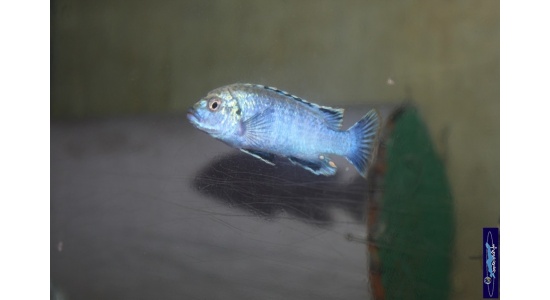 Melanochromis joanjohnsonae Maingano island 1 Cichlides Africains du lac Malawi herbivore 35ème Méridien