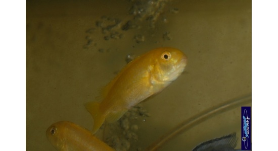 Melanochromis johani Gome 2 Cichlides Africains du lac Malawi herbivore 35ème Méridien