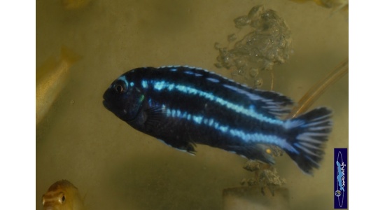 Melanochromis johani Gome 1 Cichlides Africains du lac Malawi herbivore 35ème Méridien