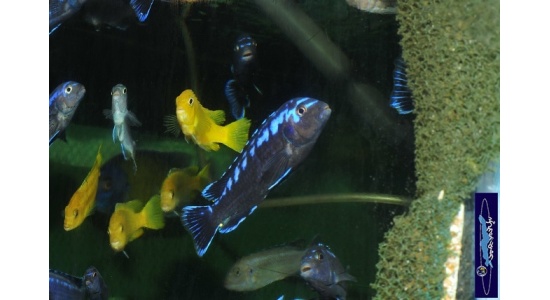 Melanochromis interruptus Same bay 2 Cichlides Africains du lac Malawi herbivore 35ème Méridien