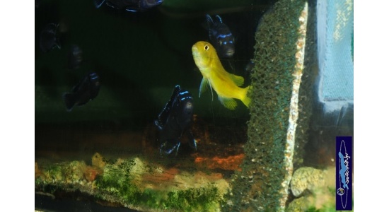 Melanochromis interruptus Same bay 3 Cichlides Africains du lac Malawi herbivore 35ème Méridien