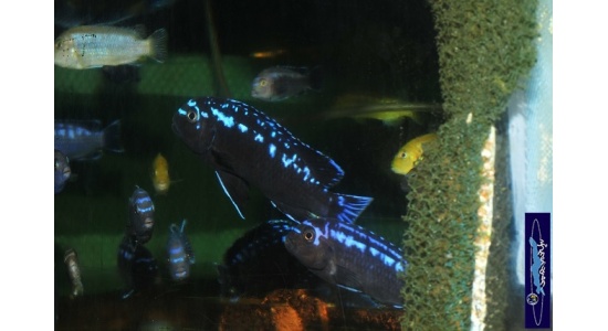 Melanochromis interruptus Same bay 4 Cichlides Africains du lac Malawi herbivore 35ème Méridien