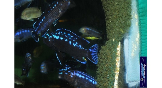 Melanochromis interruptus Same bay 1 Cichlides Africains du lac Malawi herbivore 35ème Méridien