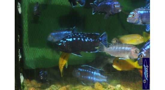 Melanochromis interruptus Same bay 5 Cichlides Africains du lac Malawi herbivore 35ème Méridien