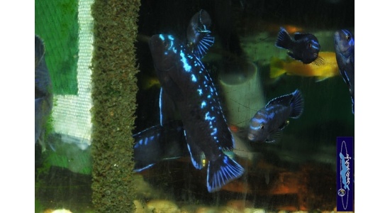 Melanochromis interruptus Same bay 6 Cichlides Africains du lac Malawi herbivore 35ème Méridien