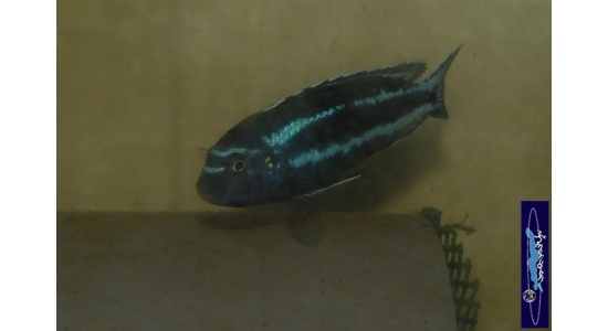 Melanochromis johani Gome 3 Cichlides Africains du lac Malawi herbivore 35ème Méridien