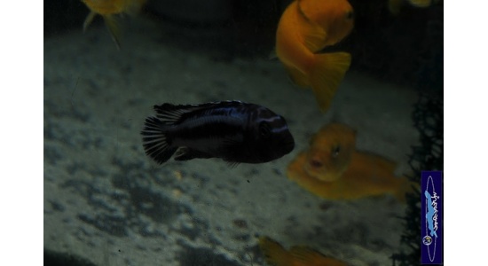 Melanochromis johani Gome 4 Cichlides Africains du lac Malawi herbivore 35ème Méridien