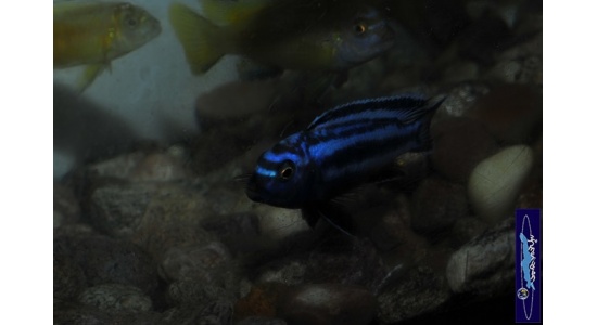 Melanochromis johani Gome 5 Cichlides Africains du lac Malawi herbivore 35ème Méridien