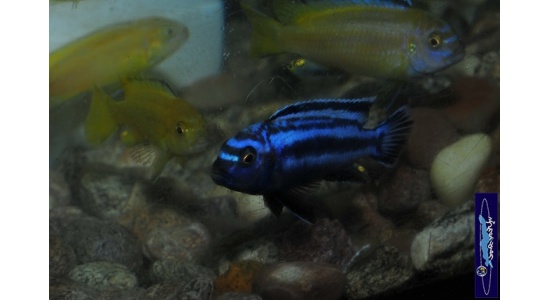 Melanochromis johani Gome 6 Cichlides Africains du lac Malawi herbivore 35ème Méridien