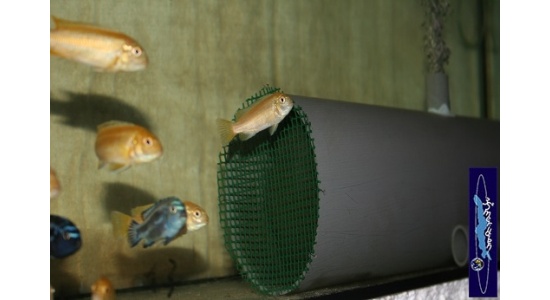 Melanochromis johani Gome 7 Cichlides Africains du lac Malawi herbivore 35ème Méridien