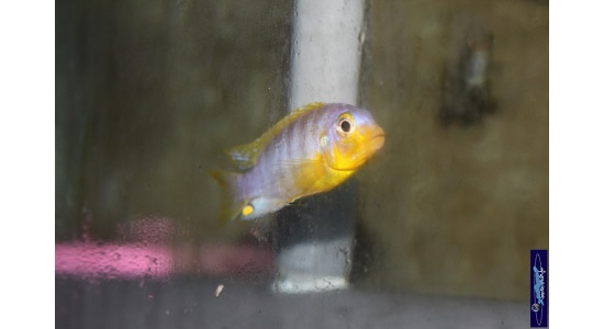 Metriaclima aurora Likoma 1 Cichlides Africains du lac Malawi Mbuna herbivore 35ème Méridien Vosges