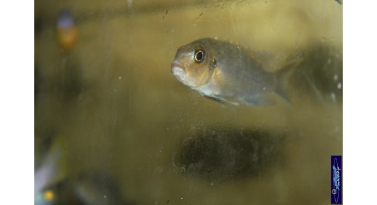 Metriaclima aurora Likoma 2 Cichlides Africains du lac Malawi Mbuna herbivore 35ème Méridien Vosges