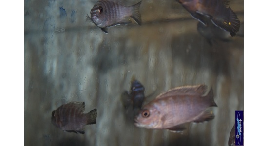 Metriaclima sp.red top Galileya reef 2 Cichlides Africains du lac Malawi herbivore 35ème Méridien