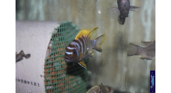 Metriaclima sp.red top Galileya reef 3 Cichlides Africains du lac Malawi herbivore 35ème Méridien