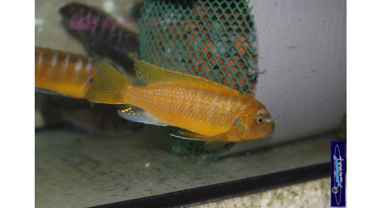 Metriaclima zebra Lion's cove avec femelle OB 1 Cichlides Africains du lac Malawi Mbuna herbivore 35ème Méridien Vosges