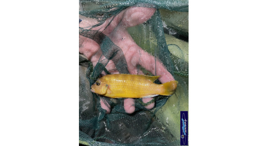 Metriaclima zebra Lion's cove avec femelle OB 3 Cichlides Africains du lac Malawi Mbuna herbivore 35ème Méridien Vosges