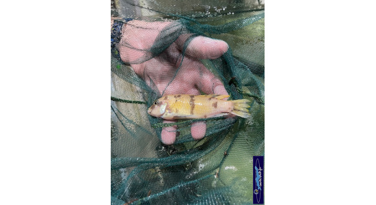 Metriaclima zebra Lion's cove avec femelle OB 2 Cichlides Africains du lac Malawi Mbuna herbivore 35ème Méridien Vosges