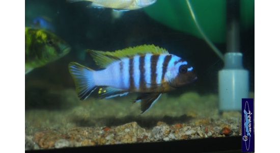 Metriaclima sp.red top Galileya reef 1 Cichlides Africains du lac Malawi herbivore 35ème Méridien