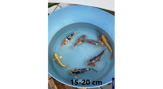 Koï Japon mix 15-20 cm Tosaî Elevage France - Vosges