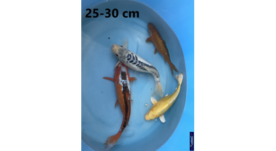 Koï Japon mix 25-30 cm Elevage France - Vosges 1