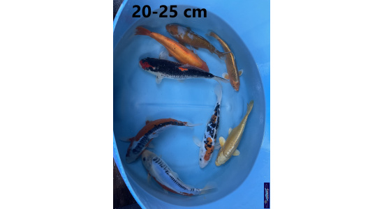 Koï Japon mix 20-25 cm Elevage France - Vosges