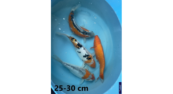 Koï Japon mix 25-30 cm Elevage France - Vosges 2