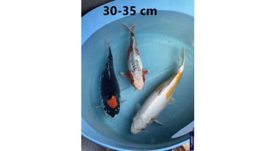 Koï Japon mix 30-35 cm Elevage France - Vosges 1