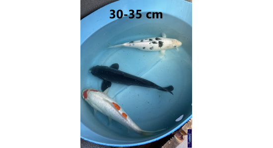 Koï Japon mix 30-35 cm Elevage France - Vosges 2