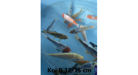 Koï B Japon mix 12-15 cm Tosaî Elevage France - Vosges 7