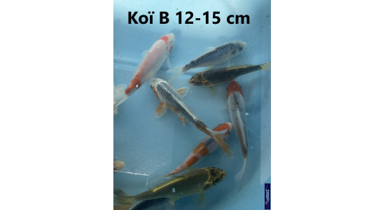 Koï B Japon mix 12-15 cm Tosaî Elevage France - Vosges 10
