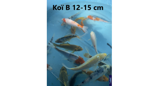 Koï B Japon mix 12-15 cm Tosaî Elevage France - Vosges 4
