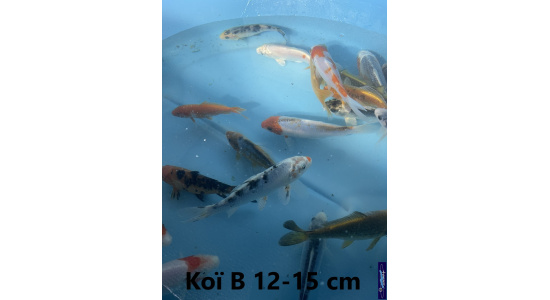 Koï B Japon mix 12-15 cm Tosaî Elevage France - Vosges 5