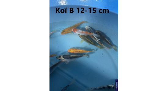 Koï B Japon mix 12-15 cm Tosaî Elevage France - Vosges 2