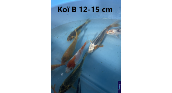 Koï B Japon mix 12-15 cm Tosaî Elevage France - Vosges 3