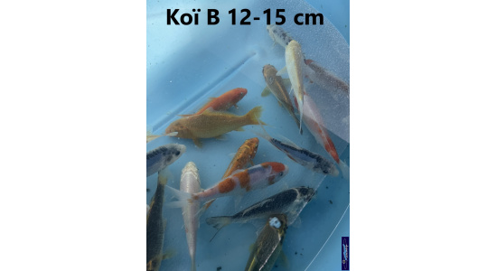 Koï B Japon mix 12-15 cm Tosaî Elevage France - Vosges 6
