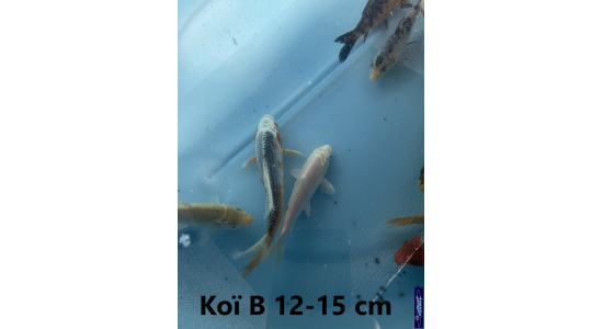 Koï B Japon mix 12-15 cm Tosaî Elevage France - Vosges 9