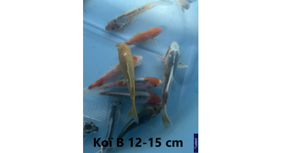 Koï B Japon mix 12-15 cm Tosaî Elevage France - Vosges 1