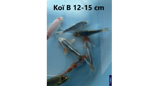 Koï B Japon mix 12-15 cm Tosaî Elevage France - Vosges 8