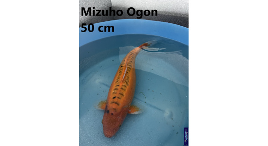 Koï Japon Mizuho Ogon 50 cm  Elevage France - Vosges 1