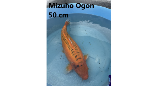 Koï Japon Mizuho Ogon 50 cm  Elevage France - Vosges 3